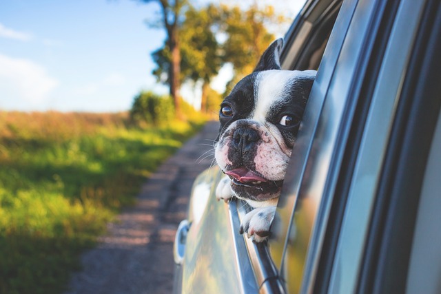 Taxi Pet